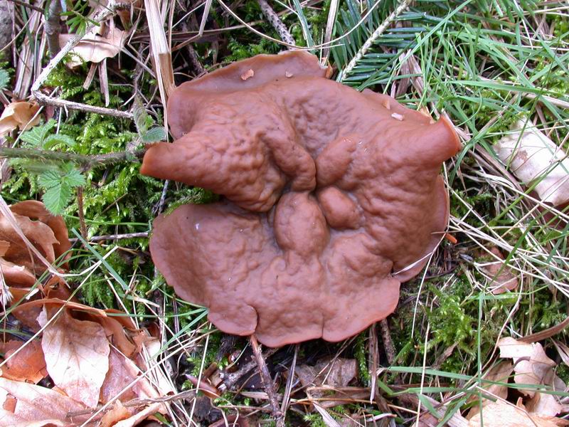 Discina perlata (Fr.: Fr.) Fr.